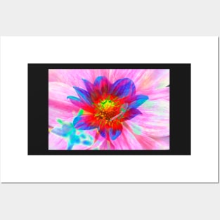 Dahlia, Dahlia, abstract, colorful, flower, bloom Posters and Art